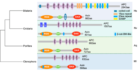 Whitney_Lab's tweet photo. Martindale Lab and colleagues from the University of Miami publish paper that experimentally tests AI-predicted cytoplasmic regulation of an ancient cell signaling pathway. https://t.co/XOoPp5iKVE https://t.co/3xdFRK3z7P