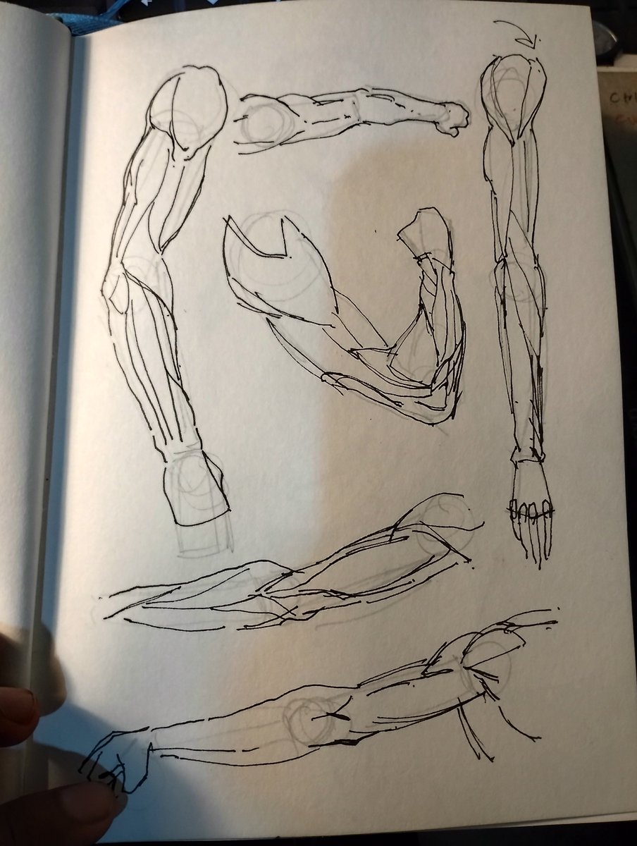 Sillybilly479's tweet photo. Arms... https://t.co/hfcxtutKDT