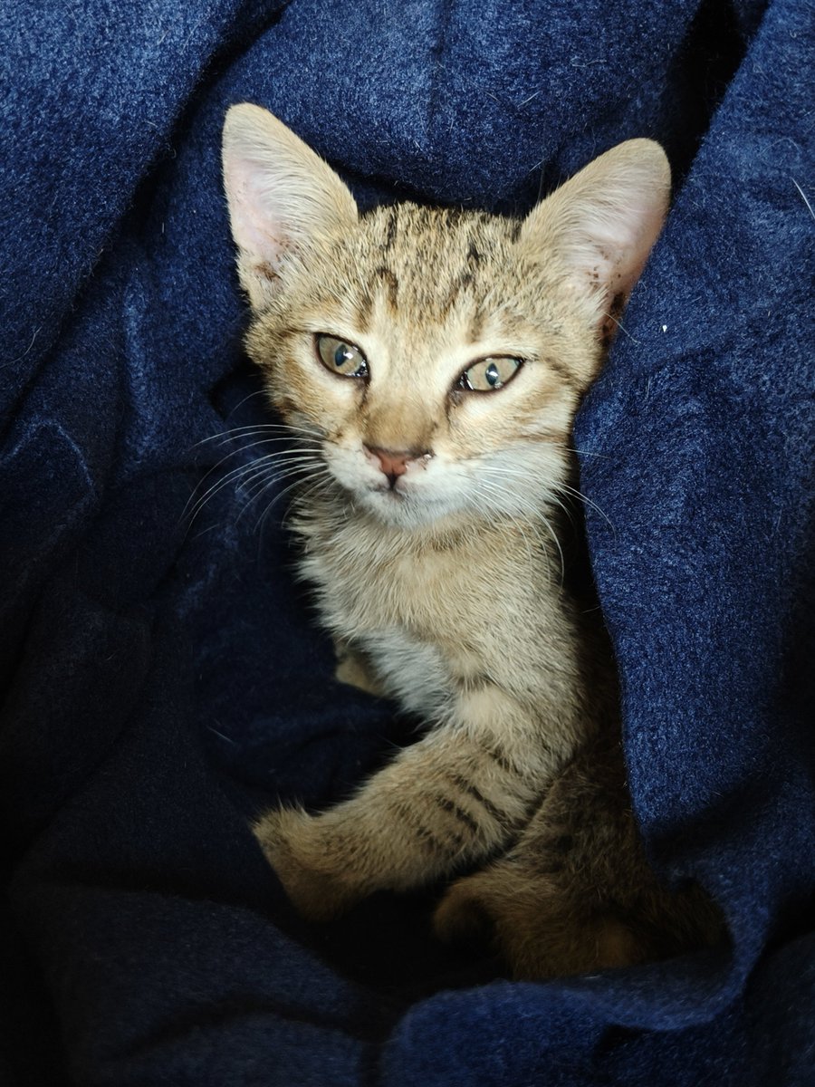 FosterKittensGR's tweet photo. Και που λέτε..τώρα γνωριζόμαστε αλλά δεν περνάω καλά. Με παίρνει τηλ η φίλη μου η Σοφία..έλα γρήγορα ένα μωρό σε μηχανή αυτοκινήτου. Το έβγαλε μια κοπέλα από το δικό της (σπρώχνοντας με μια ομπρέλα) και πήγε στο επόμενο...και μάντεψε... Είπα εγώ ότι θέλω άλλοοοοο;;;WTF
RT please https://t.co/EtOdtjsCyv