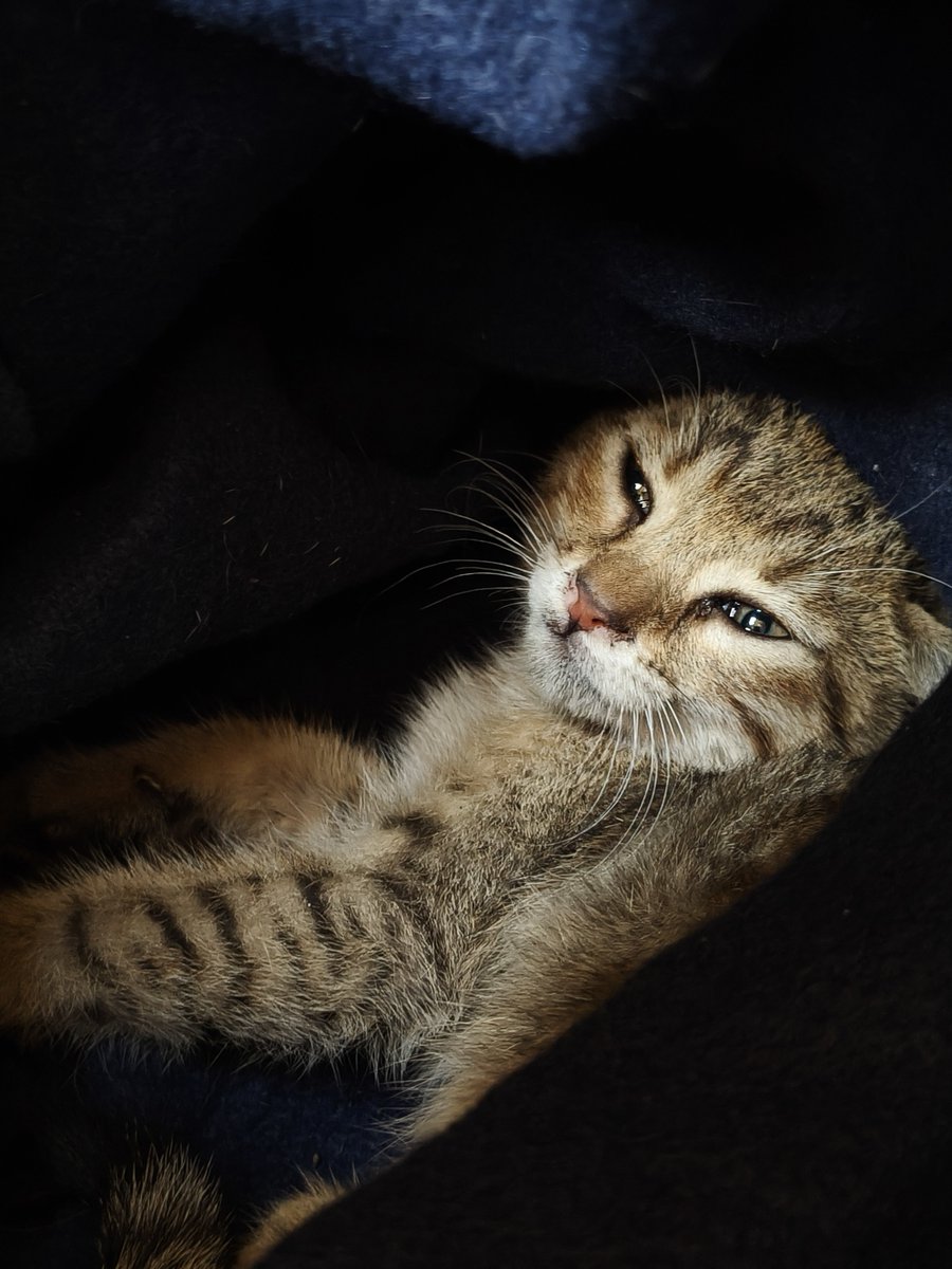 FosterKittensGR's tweet photo. Και που λέτε..τώρα γνωριζόμαστε αλλά δεν περνάω καλά. Με παίρνει τηλ η φίλη μου η Σοφία..έλα γρήγορα ένα μωρό σε μηχανή αυτοκινήτου. Το έβγαλε μια κοπέλα από το δικό της (σπρώχνοντας με μια ομπρέλα) και πήγε στο επόμενο...και μάντεψε... Είπα εγώ ότι θέλω άλλοοοοο;;;WTF
RT please https://t.co/EtOdtjsCyv
