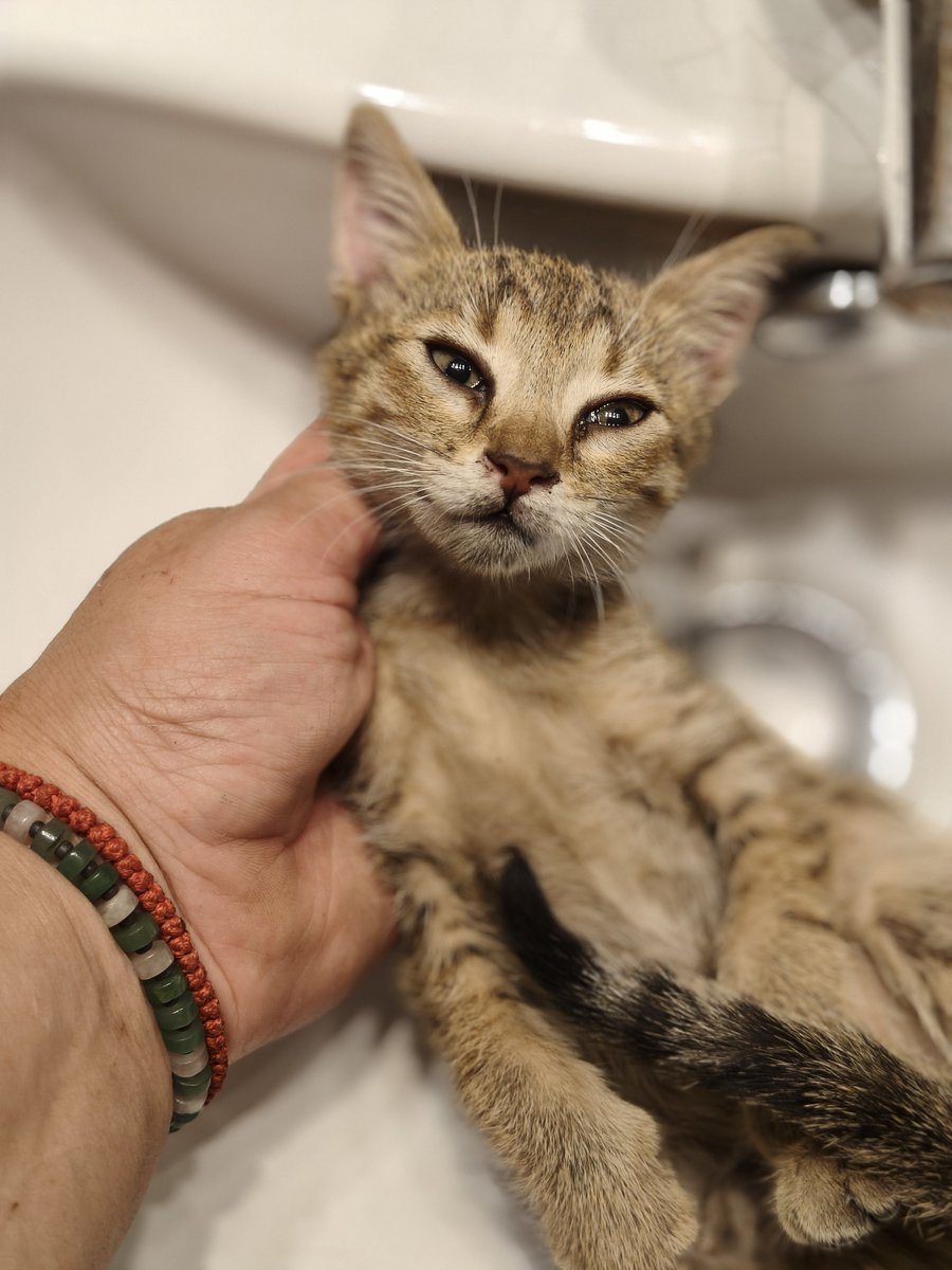 FosterKittensGR's tweet photo. Και που λέτε..τώρα γνωριζόμαστε αλλά δεν περνάω καλά. Με παίρνει τηλ η φίλη μου η Σοφία..έλα γρήγορα ένα μωρό σε μηχανή αυτοκινήτου. Το έβγαλε μια κοπέλα από το δικό της (σπρώχνοντας με μια ομπρέλα) και πήγε στο επόμενο...και μάντεψε... Είπα εγώ ότι θέλω άλλοοοοο;;;WTF
RT please https://t.co/EtOdtjsCyv