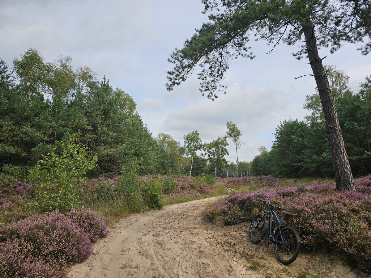 GeurtRoekel's tweet photo. Nog even genieten van een bloeiende heide!🤗😘 #ginkelsehei #Ede https://t.co/6ofrcMlMF6