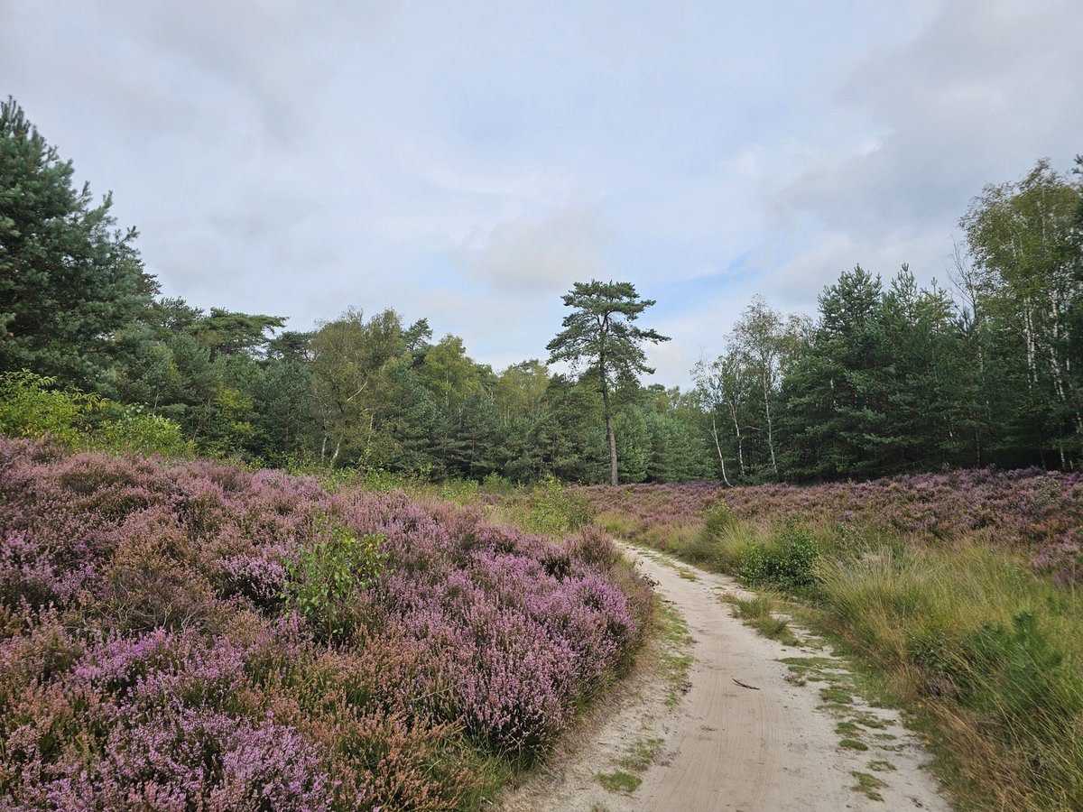 GeurtRoekel's tweet photo. Nog even genieten van een bloeiende heide!🤗😘 #ginkelsehei #Ede https://t.co/6ofrcMlMF6