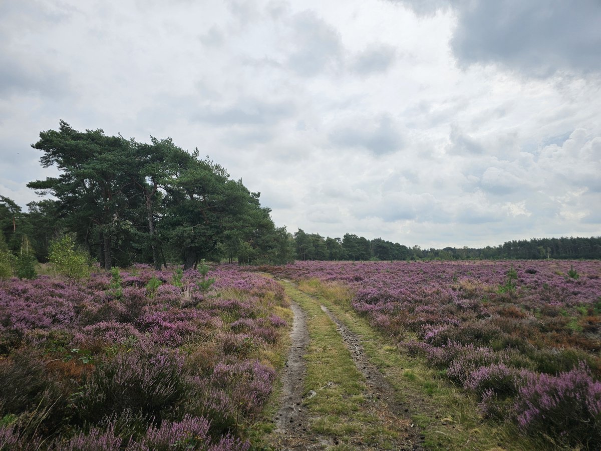 GeurtRoekel's tweet photo. Nog even genieten van een bloeiende heide!🤗😘 #ginkelsehei #Ede https://t.co/6ofrcMlMF6