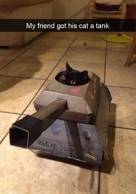 Cats_ooc's tweet photo. https://t.co/qquYfMOZg6