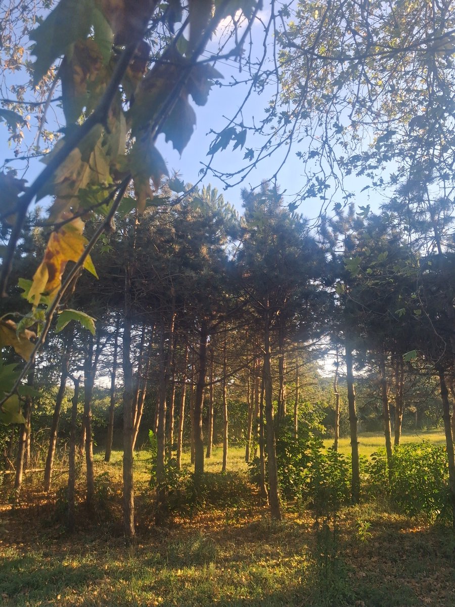 tomrisbilig's tweet photo. "ormanın sınırlarında insana dair sözler duymuyorum artık; yalnızca yaprakların ve damlaların yeni sözcüklerle fısıldadığı daha bakir sesler var." -d'annunzio. https://t.co/FLRfIf684H