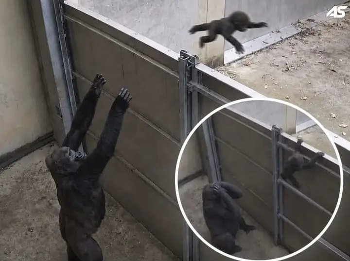 Strange0406's tweet photo. This gorilla mom was desperate for five minutes of peace before losing her mind. 😖🦍

She threw her baby over a divider, hoping for some quiet time.

The baby immediately climbed back to her.

Her reaction was every exhausted parent ever.😫

Would you have lost it too?😆 https://t.co/NVCCpnqD50