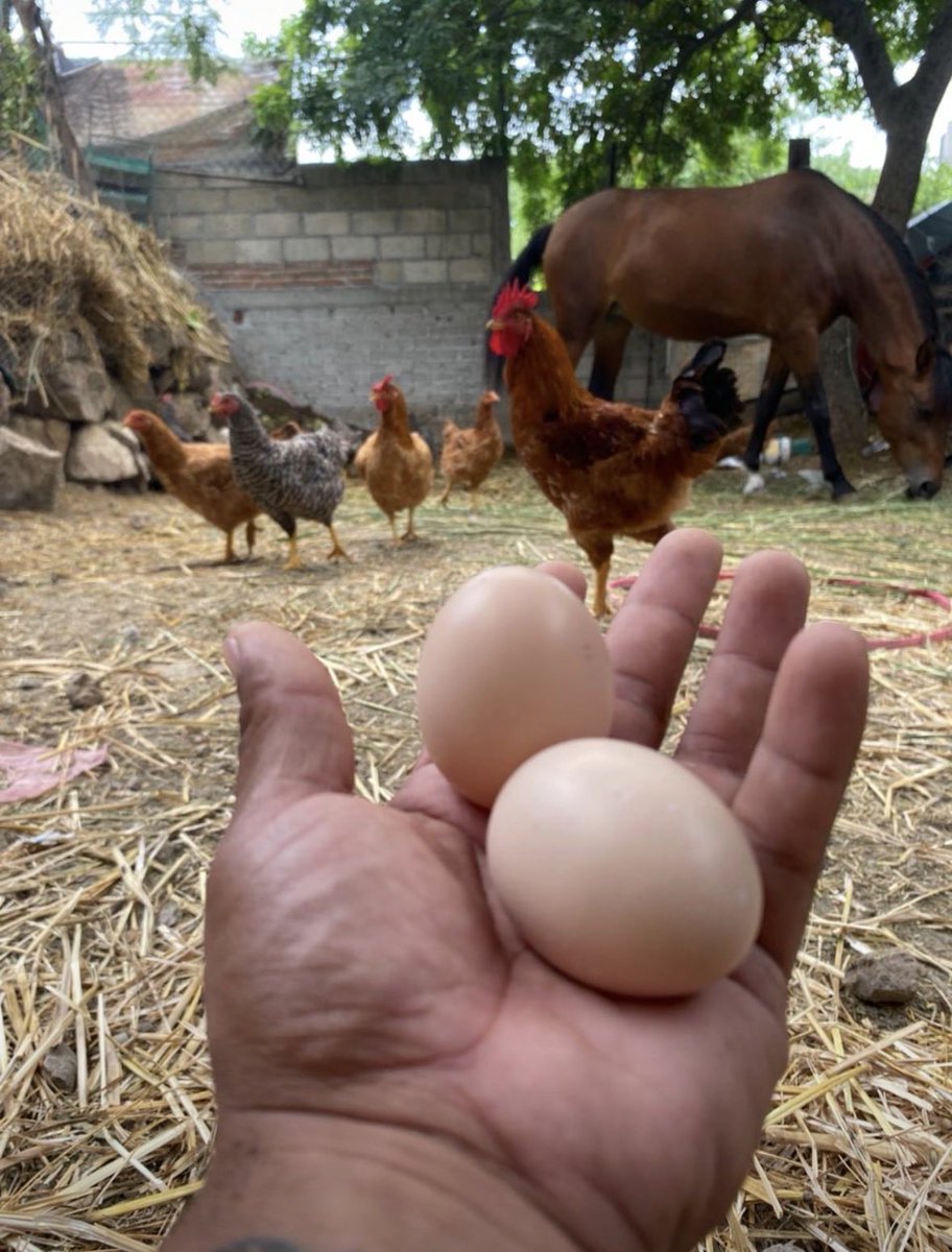 Leinfrost's tweet photo. Me ayudan a limpiar el gallinero? 🐔🐓🥚👩‍🌾 https://t.co/K89MH0fvZ2
