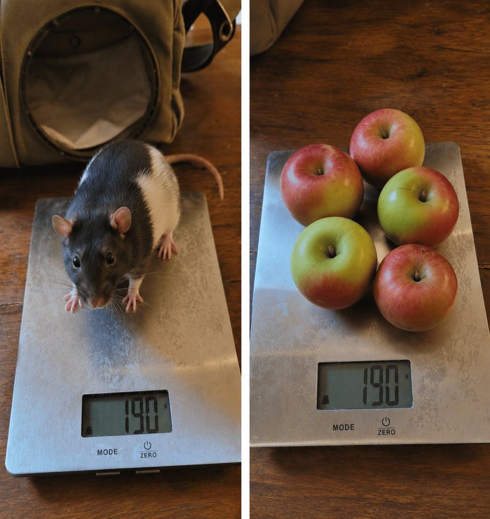 ichewthings's tweet photo. he weighs exactly 5 apples https://t.co/9eHA0xExRI