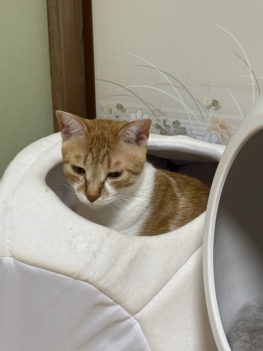 akwind_'s tweet photo. こねっこ達もすでに一歳半。
立派になりました！
最近知恵がつきまくり、イタズラが増えた！
ティッシュ出しを覚えたり、ふすま開けたり、、色んなものにカギや蓋が必要に（笑）
まだまだ幼さも見えて可愛いがすぎる！！ https://t.co/XPw5Su7tA3