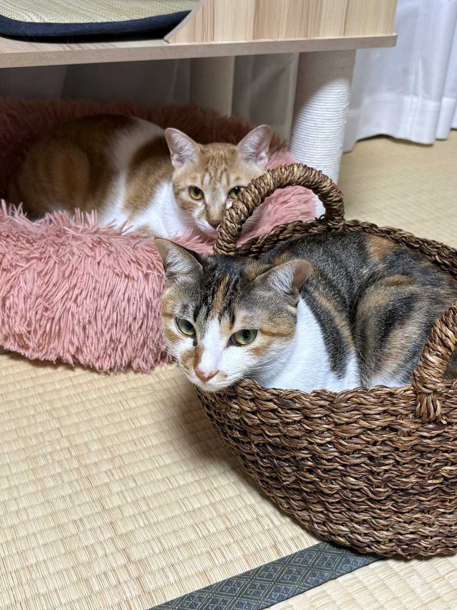 akwind_'s tweet photo. こねっこ達もすでに一歳半。
立派になりました！
最近知恵がつきまくり、イタズラが増えた！
ティッシュ出しを覚えたり、ふすま開けたり、、色んなものにカギや蓋が必要に（笑）
まだまだ幼さも見えて可愛いがすぎる！！ https://t.co/XPw5Su7tA3