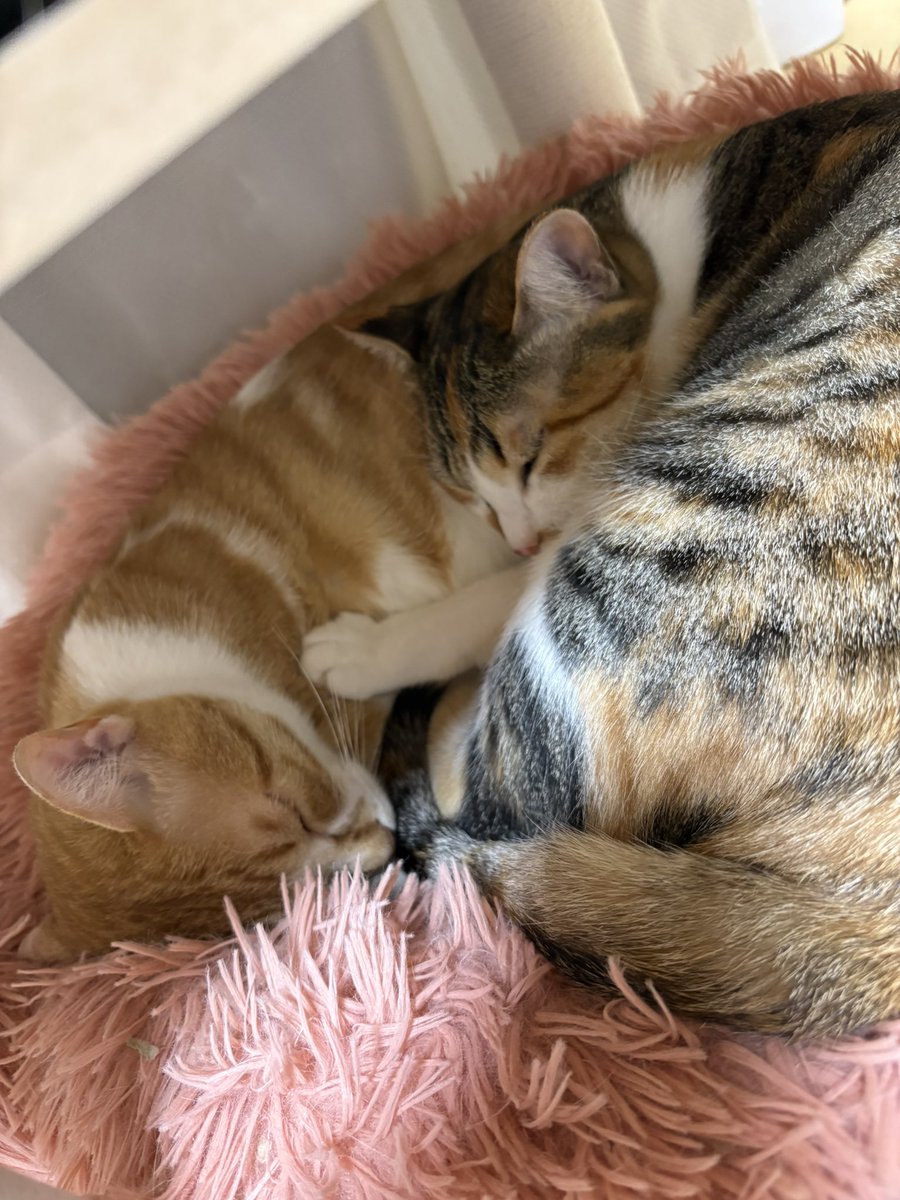 akwind_'s tweet photo. こねっこ達もすでに一歳半。
立派になりました！
最近知恵がつきまくり、イタズラが増えた！
ティッシュ出しを覚えたり、ふすま開けたり、、色んなものにカギや蓋が必要に（笑）
まだまだ幼さも見えて可愛いがすぎる！！ https://t.co/XPw5Su7tA3