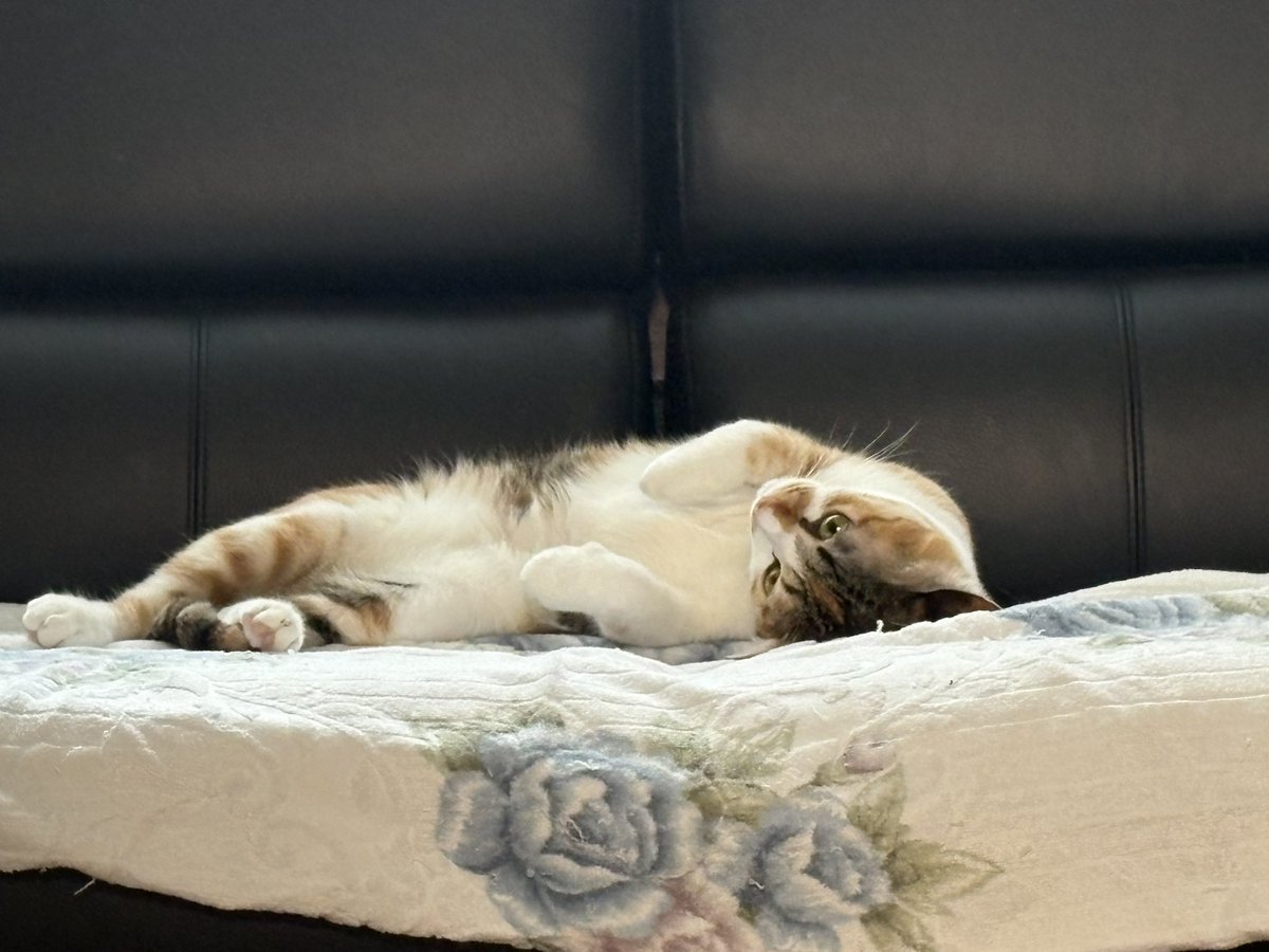 akwind_'s tweet photo. こねっこ達もすでに一歳半。
立派になりました！
最近知恵がつきまくり、イタズラが増えた！
ティッシュ出しを覚えたり、ふすま開けたり、、色んなものにカギや蓋が必要に（笑）
まだまだ幼さも見えて可愛いがすぎる！！ https://t.co/XPw5Su7tA3