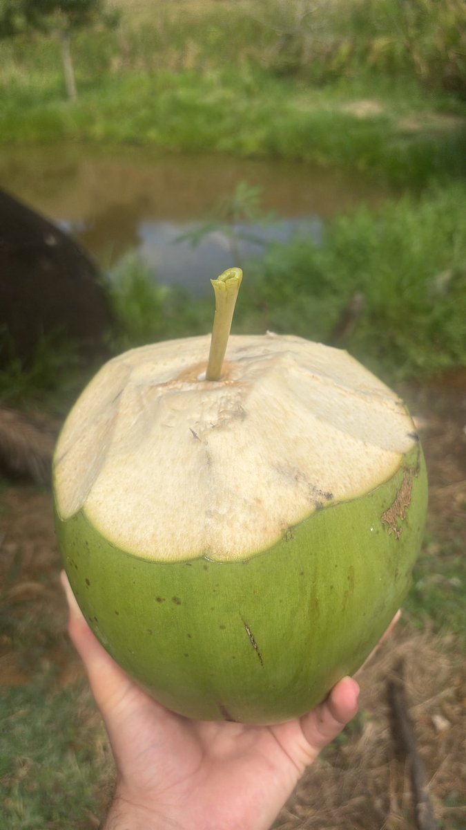 _FerAlbuquerque's tweet photo. 🌴 🥥 https://t.co/wEfybsnt7z