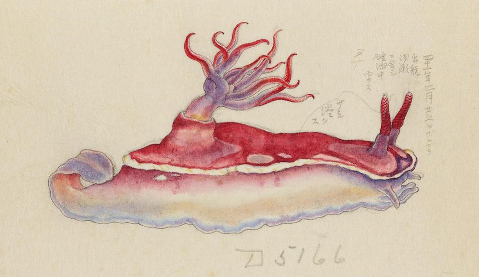 PublicDomainRev's tweet photo. Nudibranchs as pictured by a Japanese illustrator named Kumataro Ito, artist for the USS Albatross’ Philippine Expedition, 1907–10. More of his stunning images here: https://t.co/3Ldb2Zr7dX https://t.co/1lhhPh7EHX