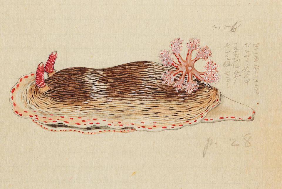 PublicDomainRev's tweet photo. Nudibranchs as pictured by a Japanese illustrator named Kumataro Ito, artist for the USS Albatross’ Philippine Expedition, 1907–10. More of his stunning images here: https://t.co/3Ldb2Zr7dX https://t.co/1lhhPh7EHX