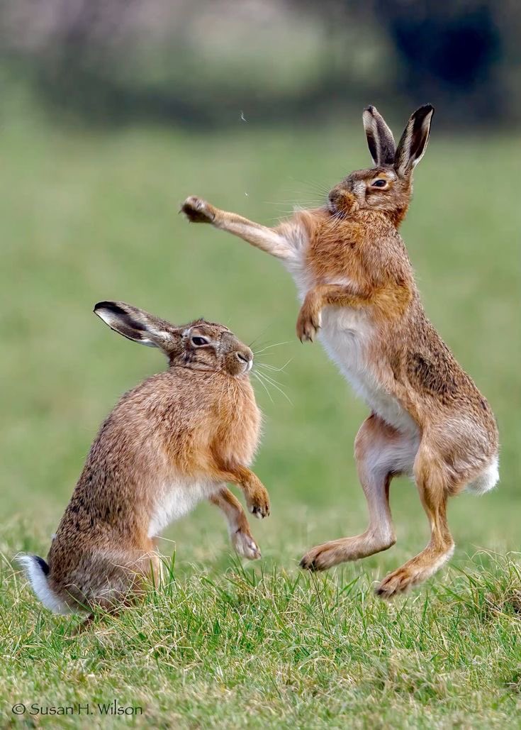 familiar_face67's tweet photo. ff would be a Lepus europaeus (European brown hare) if anybody gaf.. https://t.co/YD1ORVGs7P