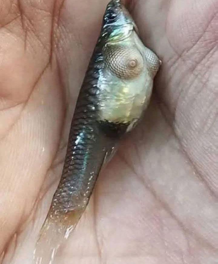 postweird1's tweet photo. @shillhousecom Which type of fish is this 😂😁 https://t.co/bCLuEjUHxG