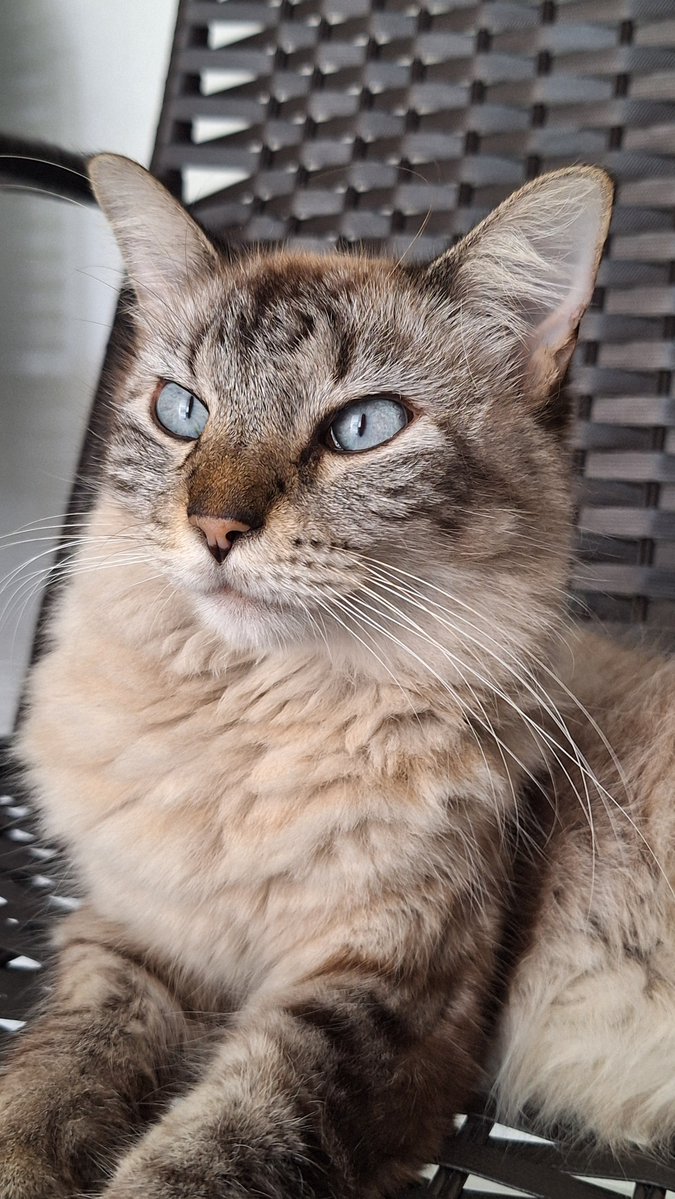 emoemiky's tweet photo. @lesbianayuta ela é igualzinho a minha gata quando era filhote, e hoje ela tá assim https://t.co/kru7pRFDZX