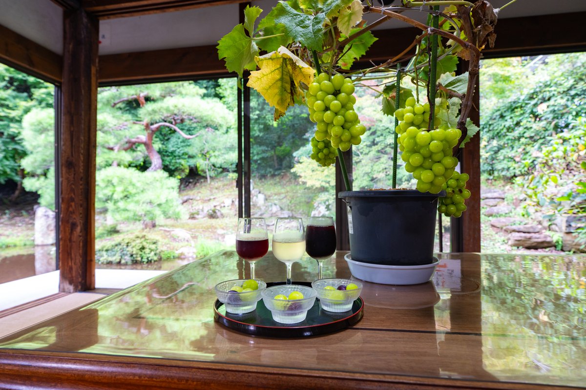 Ichiban_Japan's tweet photo. Daizen-ji, le temple du raisin 🍇

Dans la préfecture de Yamanashi, ce temple est un lieu magnifique qui a la particularité de proposer des dégustations de vin et de jus de raisin dans un cadre somptueux, face à un jardin intérieur.

Abritant de nombreux Momiji, c'est aussi une superbe destination méconnue à découvrir en automne !
