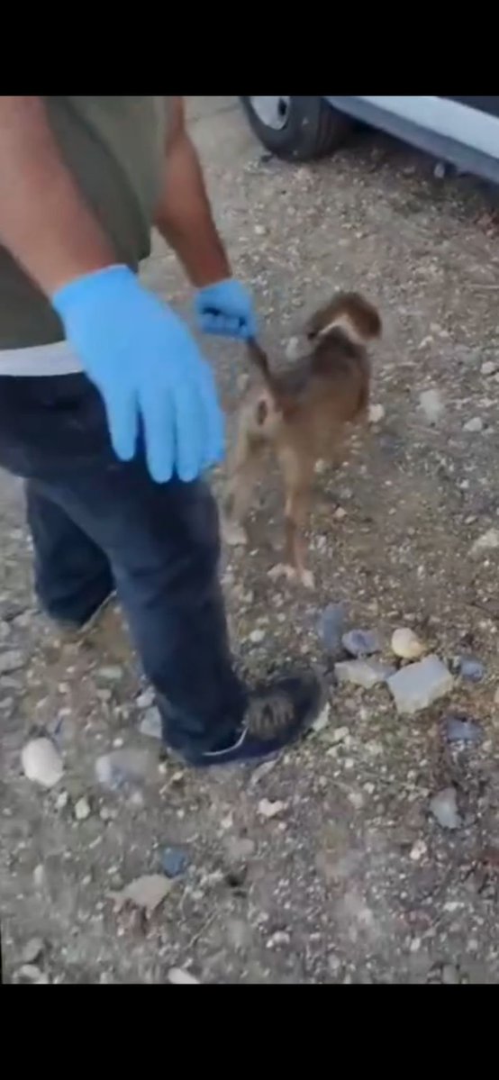 FYumos's tweet photo. Cimer den sikayet ediyoruz

Yavrulari kuyruklarindan cekerek tutup tutup firlatarak gözümün önünde bagirta bagirta topladilar

Cimer metni icin dm den yazin lütfen https://t.co/5Wm8rxIW8B