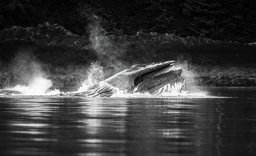 joancarroll's tweet photo. Humpback Whale Bubble Net Feeding Alaska BW! https://t.co/eHpFSwC6E4 #whale #humpback #feeding #bubblenet #bubblenetfeeding #alaska #ocean #forest #pod #baleen #nature #reflections #wildlife #wildlifephotography #blackandwhite #FAArtist #buyart #HomeDecor #wallart #artforsale #artstore #travel #travelphotography #BuyIntoArt #AYearForArt #wallartforsale #giftideas @joancarroll