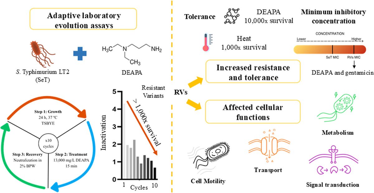 MicrobesInfect's tweet photo. Resistance to disinfection emerges in Salmonella Typhimurium following cyclic exposure to 3-(diethylamino)propylamine.
DEAPA exposure selects Salmonella variants with high biocide tolerance and cross‑resistance.
https://t.co/hTyvFSU5ho #OpenAccess #Disinfectant #Microbiology https://t.co/Rjpf3xdIaP