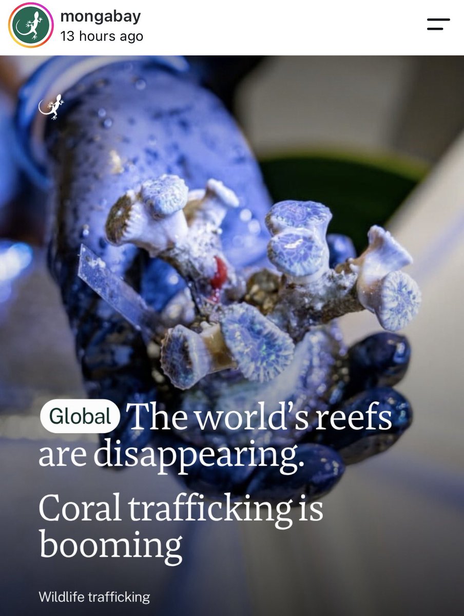 nvolpewild's tweet photo. Coral reefs in Asia are being torn apart to enter people’s home aquariums, especially in the USA. 🪸❌
Is there anything that humans won’t destroy for money? 🥹 https://t.co/HvoJ1KHGFl