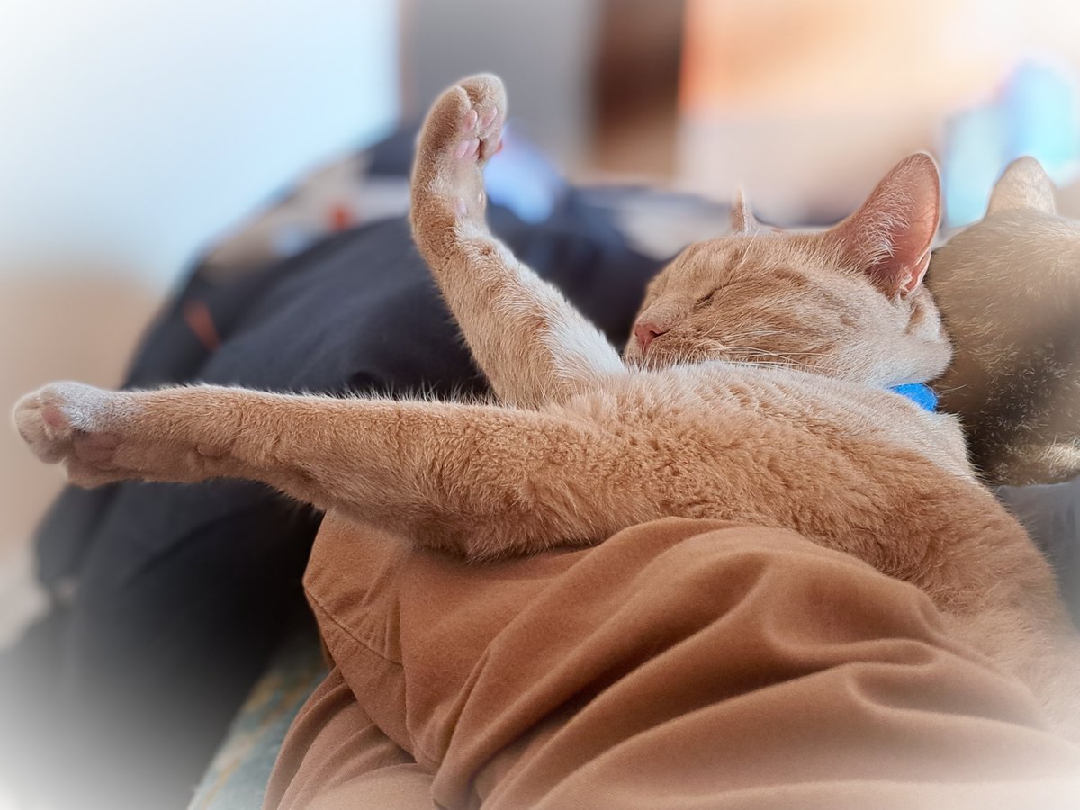 deuzzydragon's tweet photo. @Tiofelino Toby, mi naranjoso durmiendo https://t.co/YmZg2b6BNk