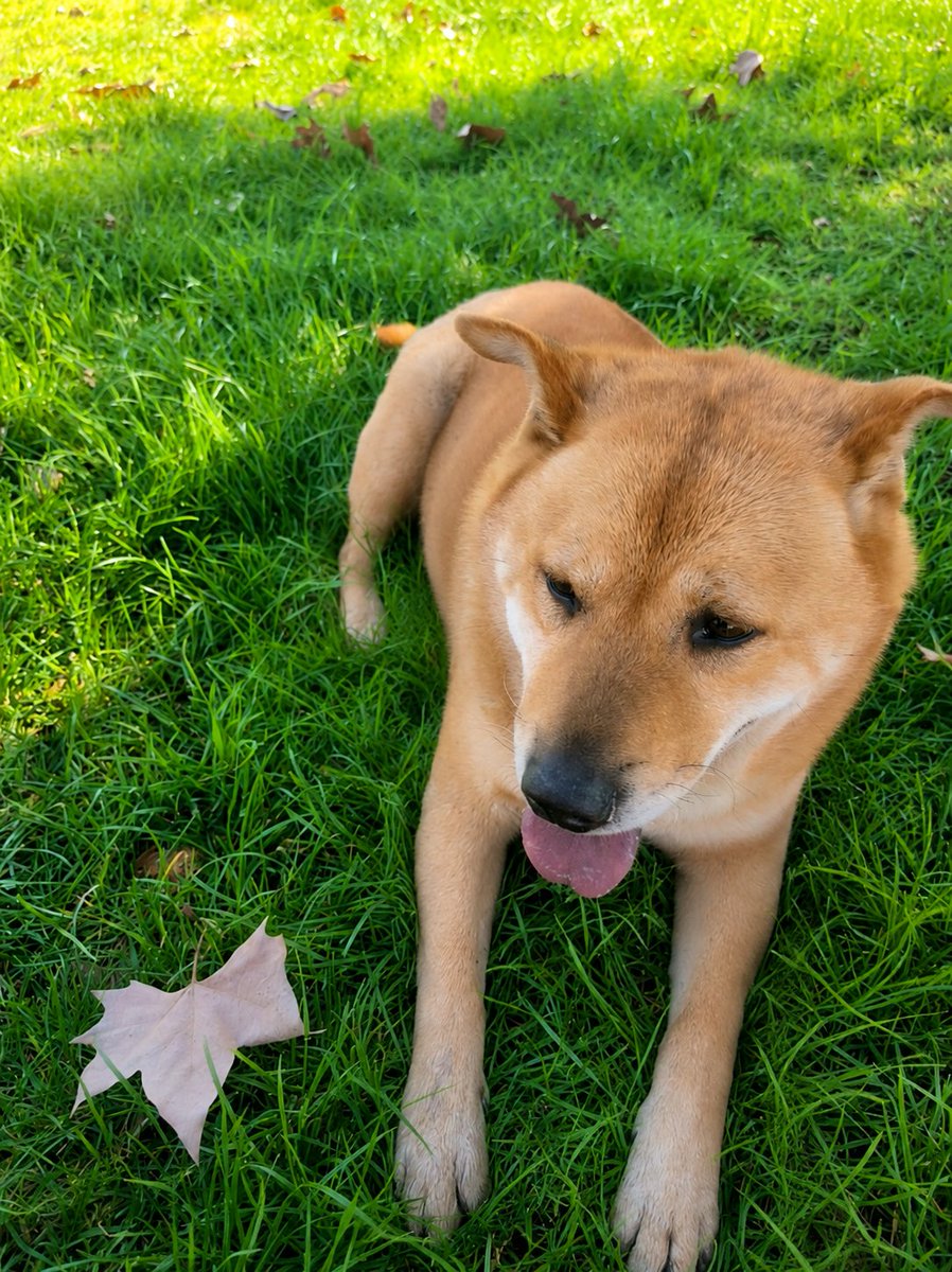 Fundacion_CIMA's tweet photo. Este gordito hermoso aún espera x un Hogar... nadie ha pregunta x él y de verdad que es muy buen perrito muy sociable y bien portado... Rescatado de familia de traficantes que lo castigaban y golpeaban😡
Es , tamaño mediano/grande, le gusta pasear y estar acompañado
+56969079272 https://t.co/Dm6wcpw1aP