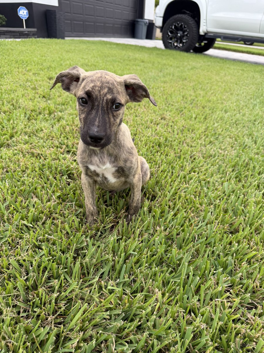 BrendonLeslie's tweet photo. Started potty training Elvis and he’s got it mastered already 💪🏼🔥

I can’t believe how lucky I got with these puppies https://t.co/uy0k5eyS3Z