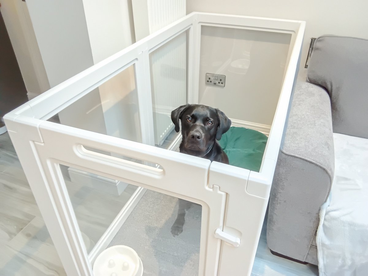 francewitch's tweet photo. Trying out his new pen.... for when he gets home wet and muddy, and when we're eating.  Brilliant for visitors too. He seems to like it!! 👍 
@dogcelebration #dogsofx #dogsoftwitter #labrador https://t.co/YFpjJVE67I