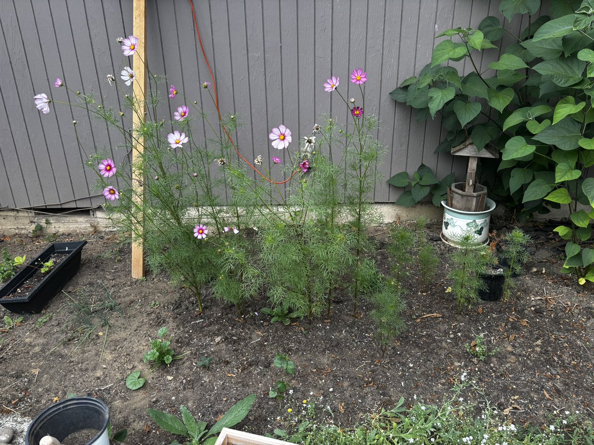 KiyuneVT's tweet photo. @RiiRiiPup These are my plants XD https://t.co/Xij9Ze3p36
