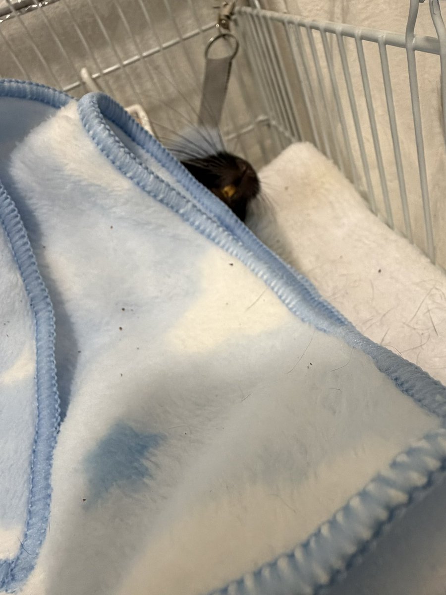 degu_0720's tweet photo. 久しぶりに夜の部屋んぽ延長ねだってきて断り続けてたらふて寝してた🤣🤣🤣

最終的に布団の中で仰向けで爆睡でした。

可愛いやつだ！🖤

#デグー https://t.co/wdSbLq8sdz