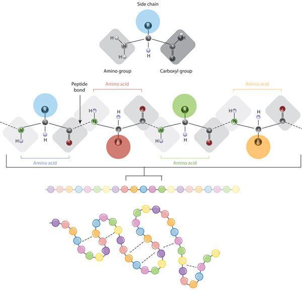 TruthLives9's tweet photo. Why Can Such a Small Peptide Send a Powerful Signal? #Peptides #PeptideScience #Biotechnology #Research https://t.co/VoYTxhw7q7
