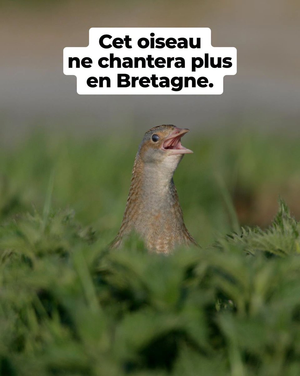 libertaire10's tweet photo. Le Râle des genêts a disparu de Bretagne. https://t.co/2GiwIHi1Tj