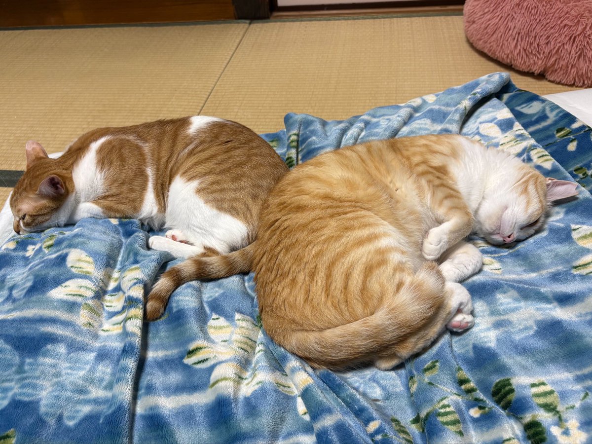 akwind_'s tweet photo. あんずママちゃんは最近甘えたいのか？おしゃべりしながらスリスリ〜
でも一定の距離を保って、すんなりとは甘えてくれない。。
ルッキオくんとリキくんは男同士仲良しです！先日は一緒に寝てた！ティンクさんとはいつもで、いなくなってから猫同士で寝るの初でマジ泣けた！！ https://t.co/baMfp4ak29