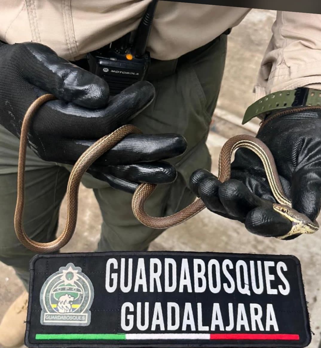 PoliciaGDL's tweet photo. Oficiales de #Guardabosques aseguraron a una culebra mexicana al interior de un domicilio, en la Colonia Loma Bonita.
El reptil que se encuentra en peligro de extinción según la NOM-059 de la SEMARNAT-2010 fue llevada a la (UNASAM) para su resguardo.
#LaPolicíaQueTeCuida
👮🏽‍♀️🐍👮🏽‍♂️ https://t.co/JLAlQvzGU9