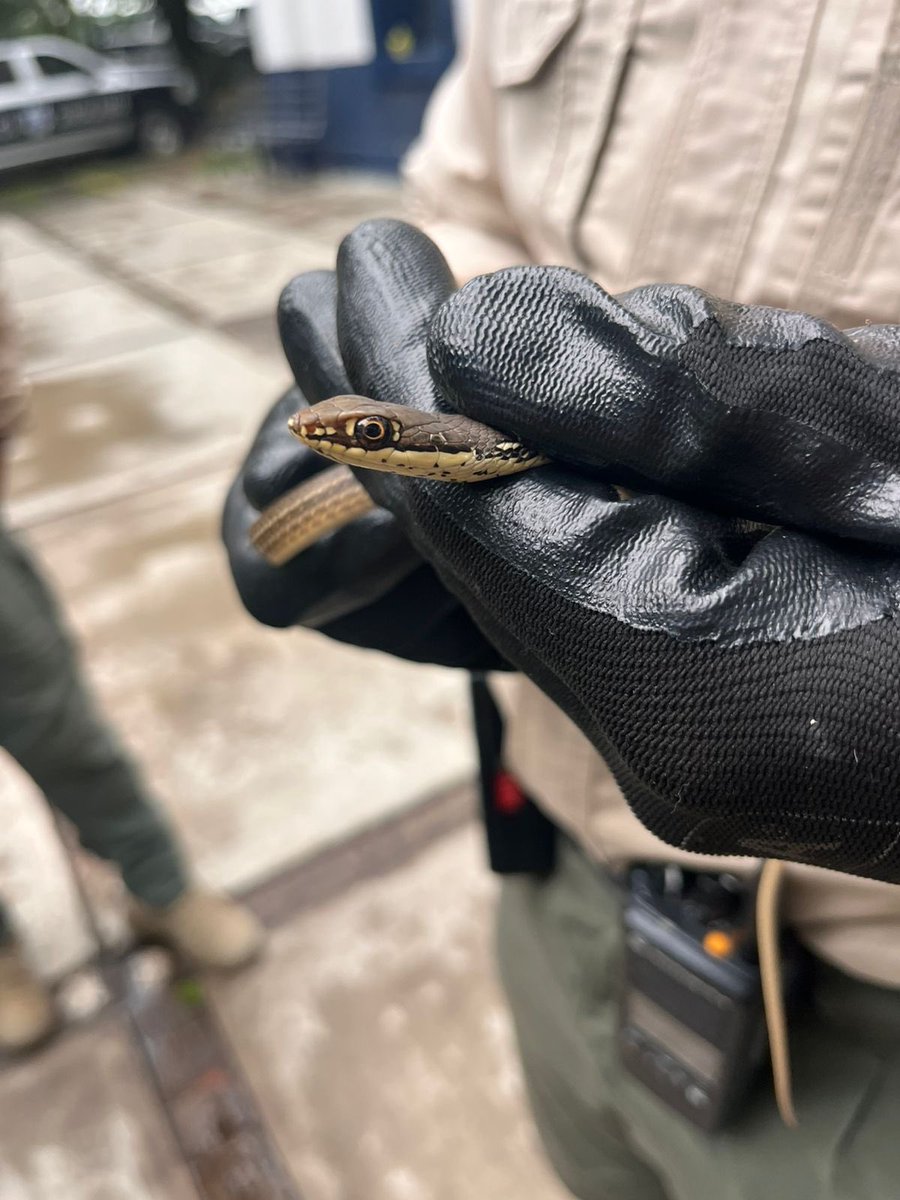 PoliciaGDL's tweet photo. Oficiales de #Guardabosques aseguraron a una culebra mexicana al interior de un domicilio, en la Colonia Loma Bonita.
El reptil que se encuentra en peligro de extinción según la NOM-059 de la SEMARNAT-2010 fue llevada a la (UNASAM) para su resguardo.
#LaPolicíaQueTeCuida
👮🏽‍♀️🐍👮🏽‍♂️ https://t.co/JLAlQvzGU9