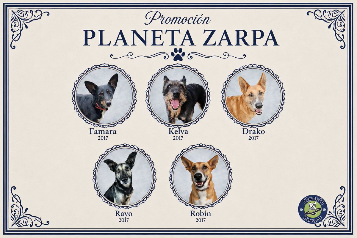 planetazarpa's tweet photo. ¡Hola familia! 🐾💙
Septiembre siempre trae comienzos: vuelta al cole, nuevos cursos, nuevos propósitos, mochilas preparadas y la ilusión de todo lo que está por venir. Y nosotros hemos querido hacer también nuestra propia orla de graduación 🎓🐶: la promoción Planeta Zarpa.
En ella están Famara, Kelva, Drako, Rayo y Robin. Cinco peludos maravillosos, todos nacidos en 2017. Cinco vidas que deberían haber conocido hace mucho tiempo lo que significa tener una familia, una cama calentita, un nombre que alguien pronuncie con cariño y ese lugar al que poder llamar hogar.
Porque hay algo que no aparece en ninguna orla: todos ellos llevan toda su vida esperando un hogar. 💔
A estas alturas deberían estar graduados con matrícula de honor en una asignatura que dominan perfectamente: dar amor. ❤️ Y seguramente también tendrían un sobresaliente en “ocupar el sofá”, “pedir mimos” y “poner cara de no haber sido yo” cuando desaparece alguna cosa de la mesa. 😂🐾
Pero lo que de verdad queremos para ellos es que esta sea su última orla.
Que no tengamos que volver a hacer otra el año que viene porque siguen esperando. Que septiembre de 2026 sea el comienzo de una etapa diferente para ellos. Que puedan pasar de ser “perros que buscan hogar” a ser el perro de alguien, el compañero de alguien, la familia de alguien.
Porque ellos no han llegado tarde a nada. Somos nosotros los que llegamos tarde a darles la oportunidad que merecen.
Ojalá alguien mire sus caritas, se enamore y piense: “Ese es mi perro.” 🥹🏡
Que este curso sea el curso en el que por fin se gradúen… pero de la vida en espera.
🎓🐾 Famara, Kelva, Drako, Rayo y Robin: vuestra familia todavía está por llegar. Y nosotros vamos a seguir buscándola. 💙
Adopta. Comparte. Ayúdanos a que sus próximos años no se parezcan a los primeros. ✨
#AdoptaNoCompres #Adoptaycambiaunavida #AdoptaUnPerroAdulto 🐾
RT 🙏🏼 @julcruzf @Raquelstrr1 @lolorubio42 @SalaZazpe @Quima23 @Silvia18169 @MartinchoVCF @merce63gr @Nat_GTES @Istabel1 @Pequeoratn1 @Ainhara69 @BlanWhitney @EliaHoyuel10976 @XavierVelasc0 @blauigrana12 @Soniabocanegra3 @Adolfo_2416 @anamerino5026 @mantonieta1536 @Abesita1 @sara_c_r @saravh86 @Rubenzoide @silvinahg @Lobo_maltes @martamj32 @UnaDeMilManeras @unaiwind @CnovaGmez @Nuca89217544