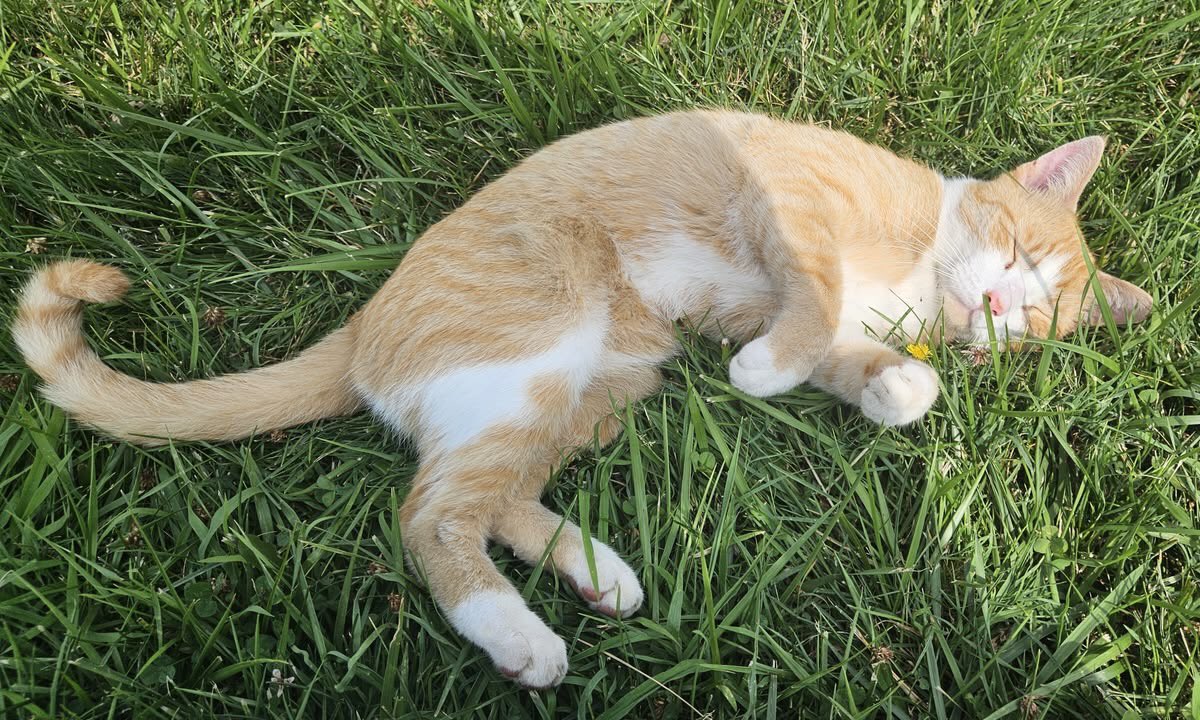 nerdyverz's tweet photo. nap time https://t.co/tH7OLwuYoQ