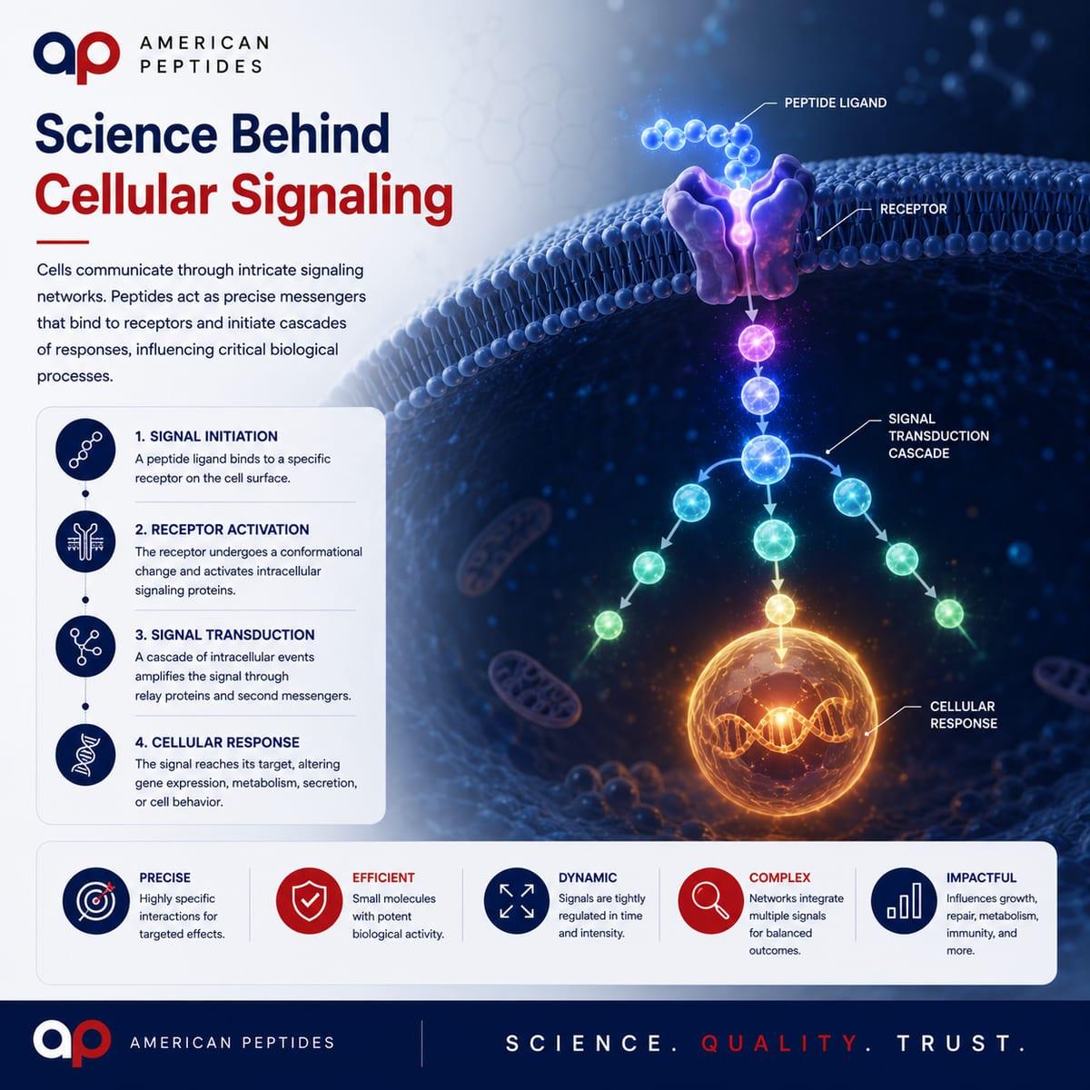Stacytreadaway2's tweet photo. Why Can Such a Small Peptide Send a Powerful Signal? #Peptides #PeptideScience #Biotechnology #Research https://t.co/bh2vLRoQYG