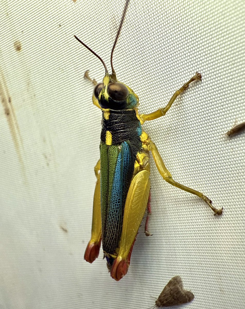 nvolpewild's tweet photo. WOW! Rainbow Grasshopper! 🤯🌈
A Poecilocloeus sp. https://t.co/Ek2VIs98T8
