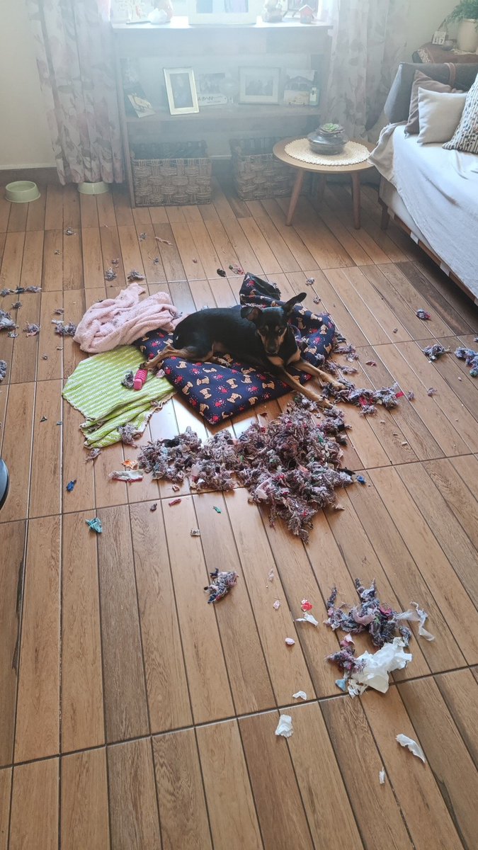 laaresca's tweet photo. Amora é mto sonsa cara pqpppp cheguei e não dei a atenção que ela esperava aí a safada dizimou a caminha e agr tá assim deitada como se nada fosse https://t.co/8LRIjPRIX2