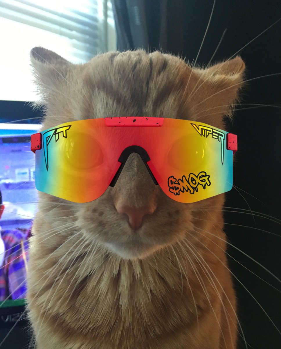STONKS9800RH's tweet photo. @RobinhoodCrypto Moggish 🫵😹 https://t.co/kMzRsLail3