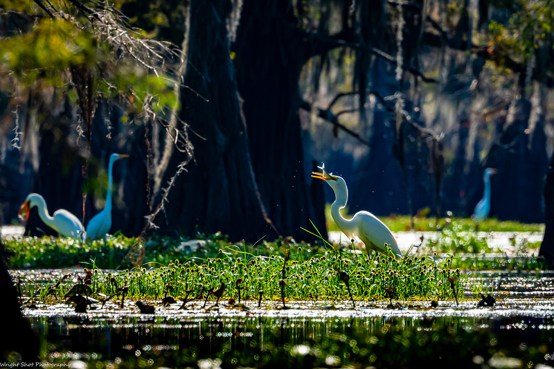 CaddoLakeInst's tweet photo. Happy National Wildlife Day! Caddo Lake is Texas's only natural lake, and is home to herons, ospreys, alligators, and the mysterious paddlefish! 
What's your favorite sighting at Caddo Lake? 🦆#NationalWildlifeDay #CaddoLake #TexasWetlands https://t.co/L4rUJZXnUh
