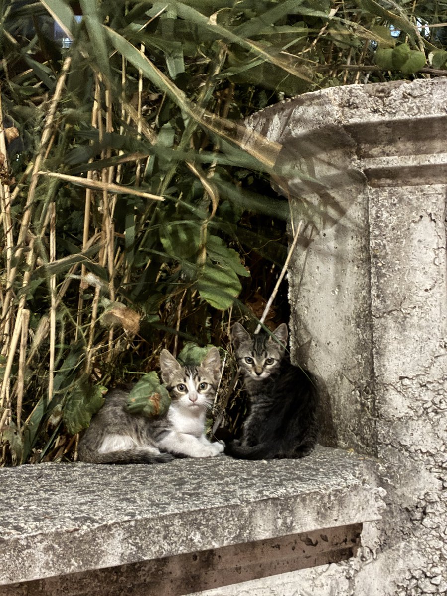 selimkalpler's tweet photo. @kedi_n5 Nassılız ablası :) https://t.co/6nxBTT149t