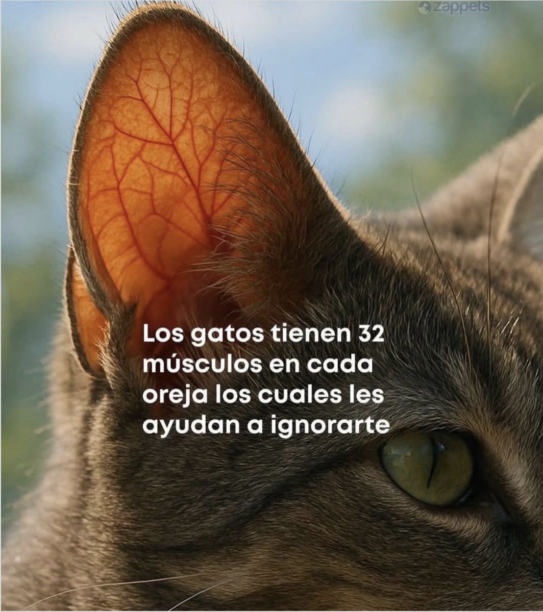 Guarromantico_'s tweet photo. Así son. https://t.co/TBwwfzYFFp