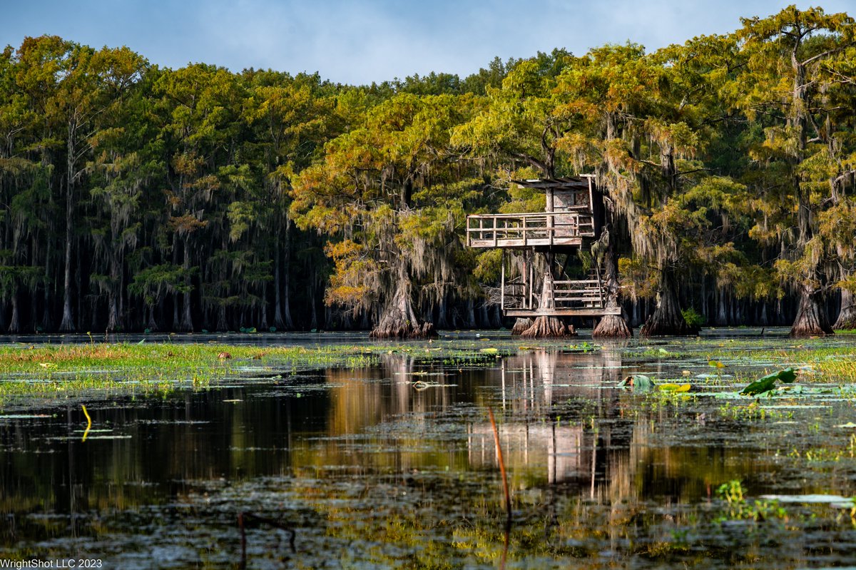CaddoLakeInst's tweet photo. If your Labor Day plans include Caddo Lake, enjoy the cypress and the quiet — it's here because of decades of work to keep this water flowing naturally! #LaborDay #CaddoLake #CypressSwamp #GetOutside https://t.co/bNF6YtOhhz