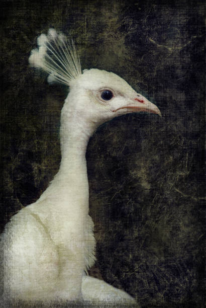 ebintbu's tweet photo. カワセミと渓流が織りなす秋吉台の風景は静かなものだ。 https://t.co/z0O5I43BTh
